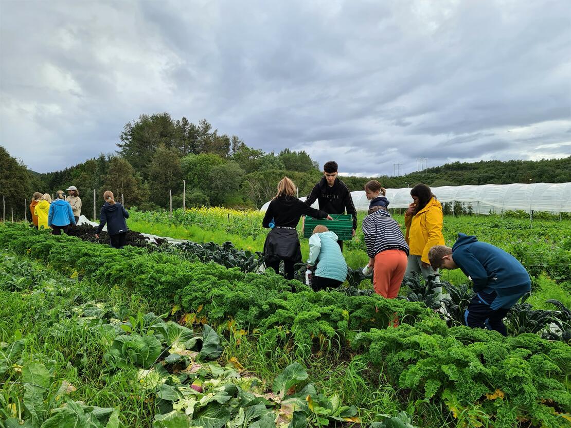 Skoleelever lærer om økologisk grønnsaksproduksjon på Vågenes.