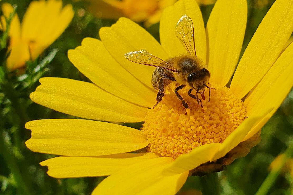 Bildet viser en bie på en gul blomst. 
