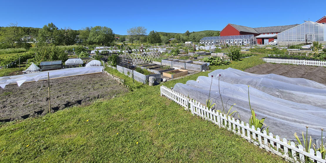 Bildet viser et eksempel på urbant og bynært landbruk på Vågønes i Bodø