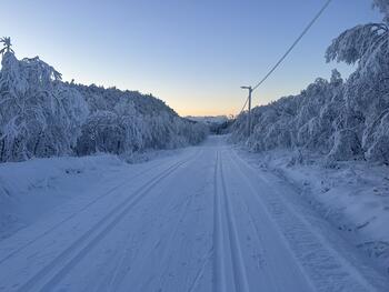 Bilde fra Bodømarka som viser skiløyper og trær.