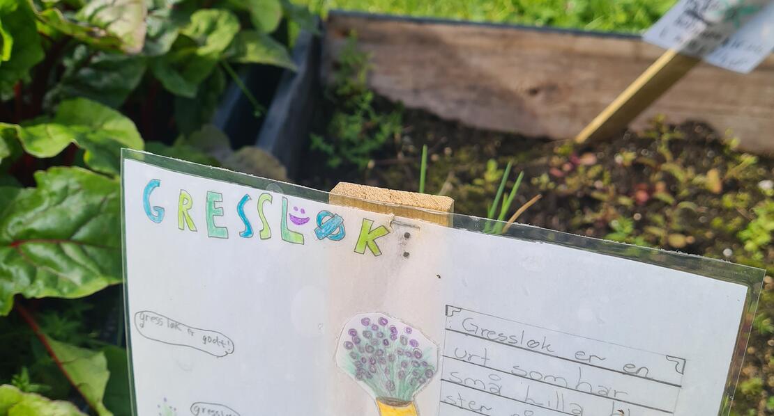 Bildet er et eksempel fra en skolehage der det dyrkes forskjellige planter. På bildet vises planter og plantekasser, samt et tegnet skilt med tekst og tegninger som  informerer om at det dyrkes gressløk her. 