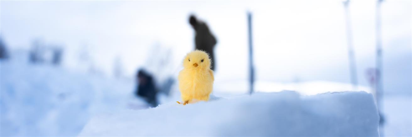 Påskekylling i snø