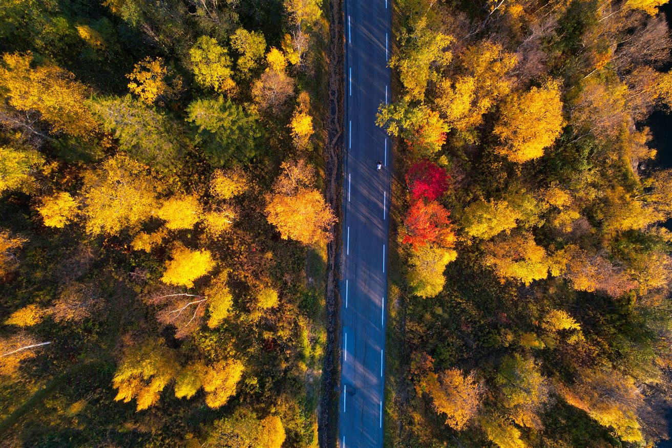 Dronefoto av en vei, med trær i høstgfarger på begge siden av veien. En syklist på veien.  